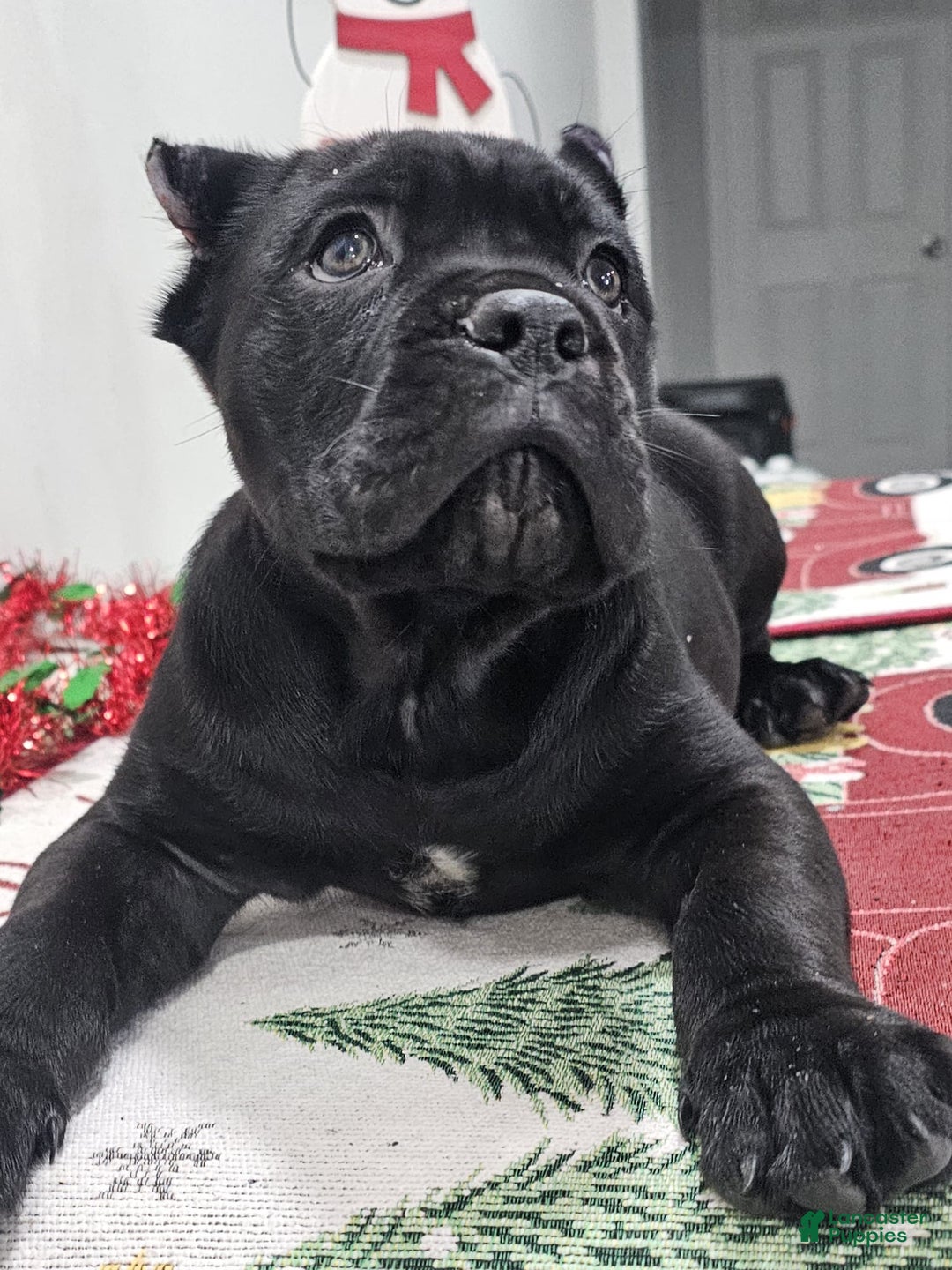 Cane Corso dogs for sale: ZEUS - Ad 8