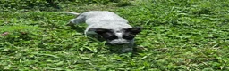 Mixed Breed dogs for sale: Bear - Ad 4