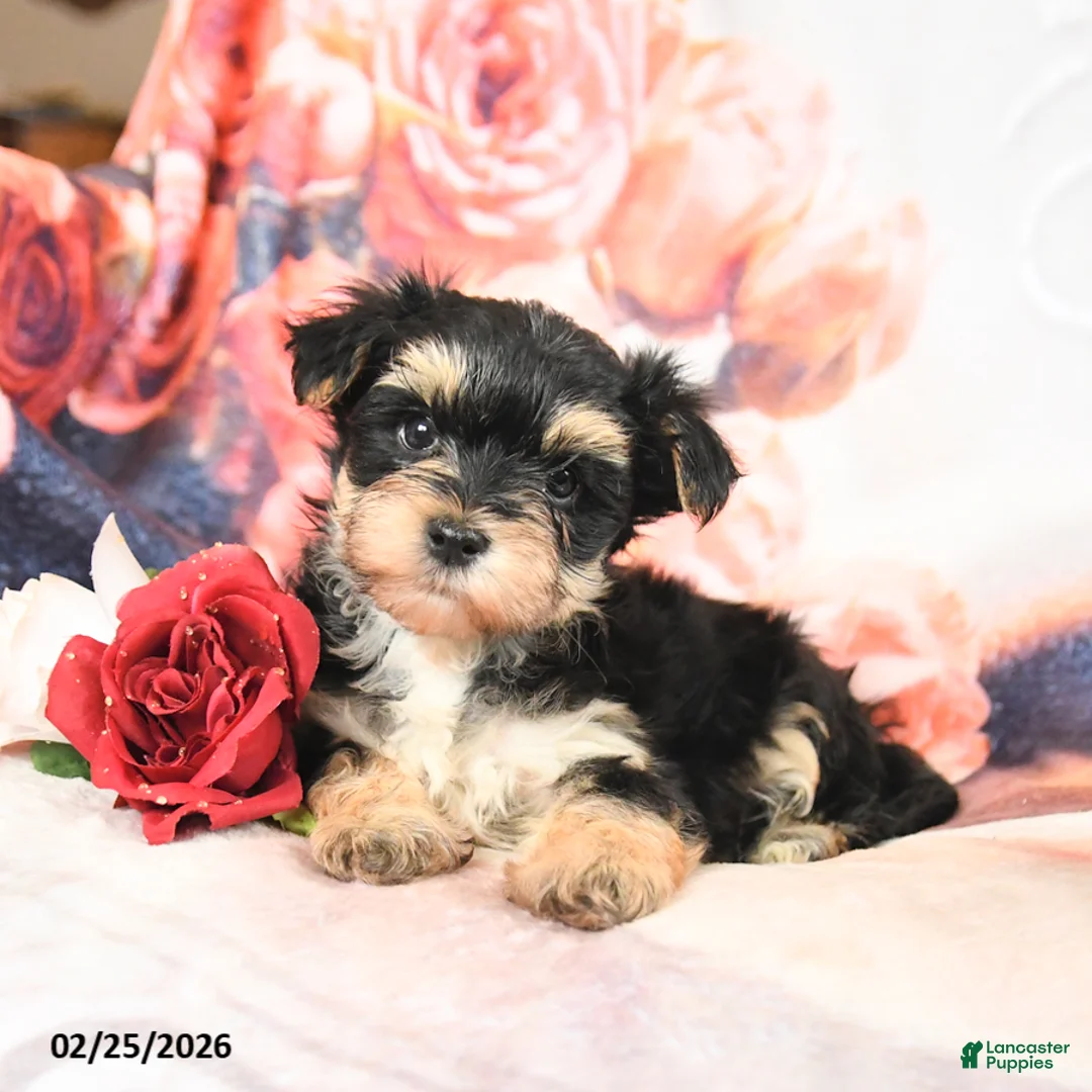 Morkie dogs for sale: Monty - Ad 3