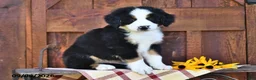 Mixed Breed dogs for sale: Randy - Ad 4