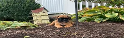Boxer dogs for sale: Sarah - Ad 1