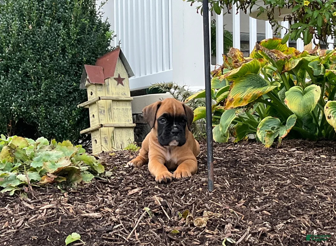 Boxer dogs for sale: Sarah - Ad 1