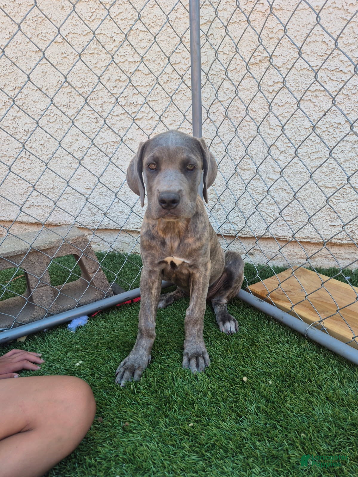 Cane Corso dogs Female reverse brindle - Ad 1