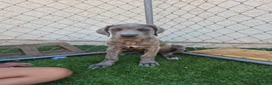 Female reverse brindle