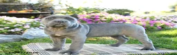 Cane Corso dogs for sale: Tempest - Ad 4