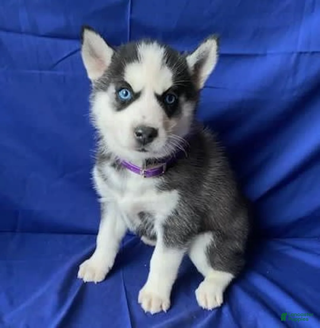 Gallery Image {{count}}