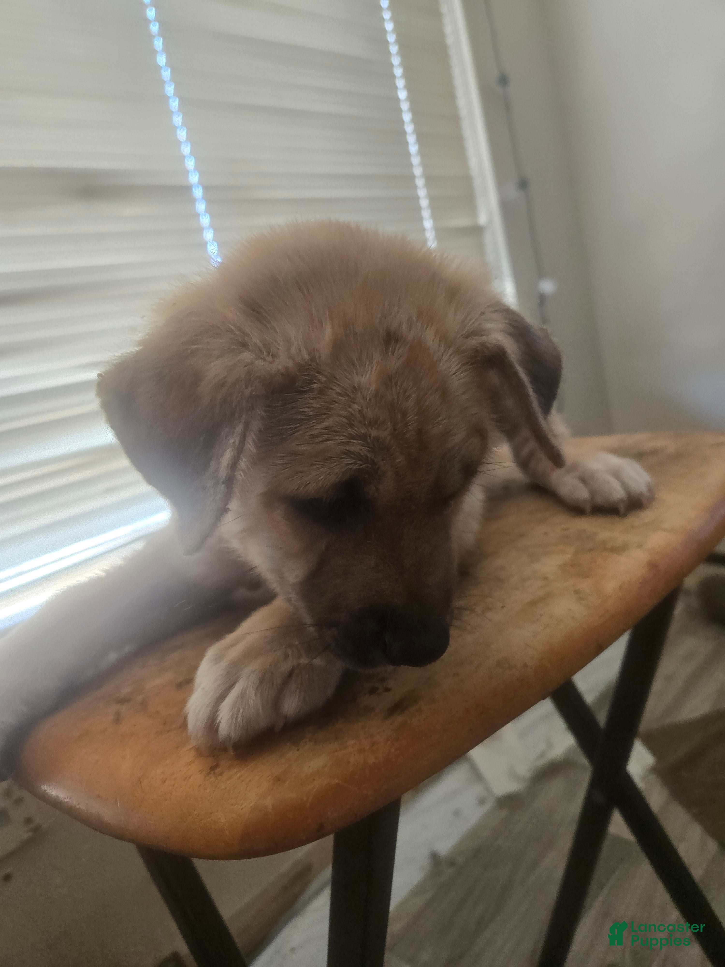 Mixed Breed dogs big boy - Ad 33