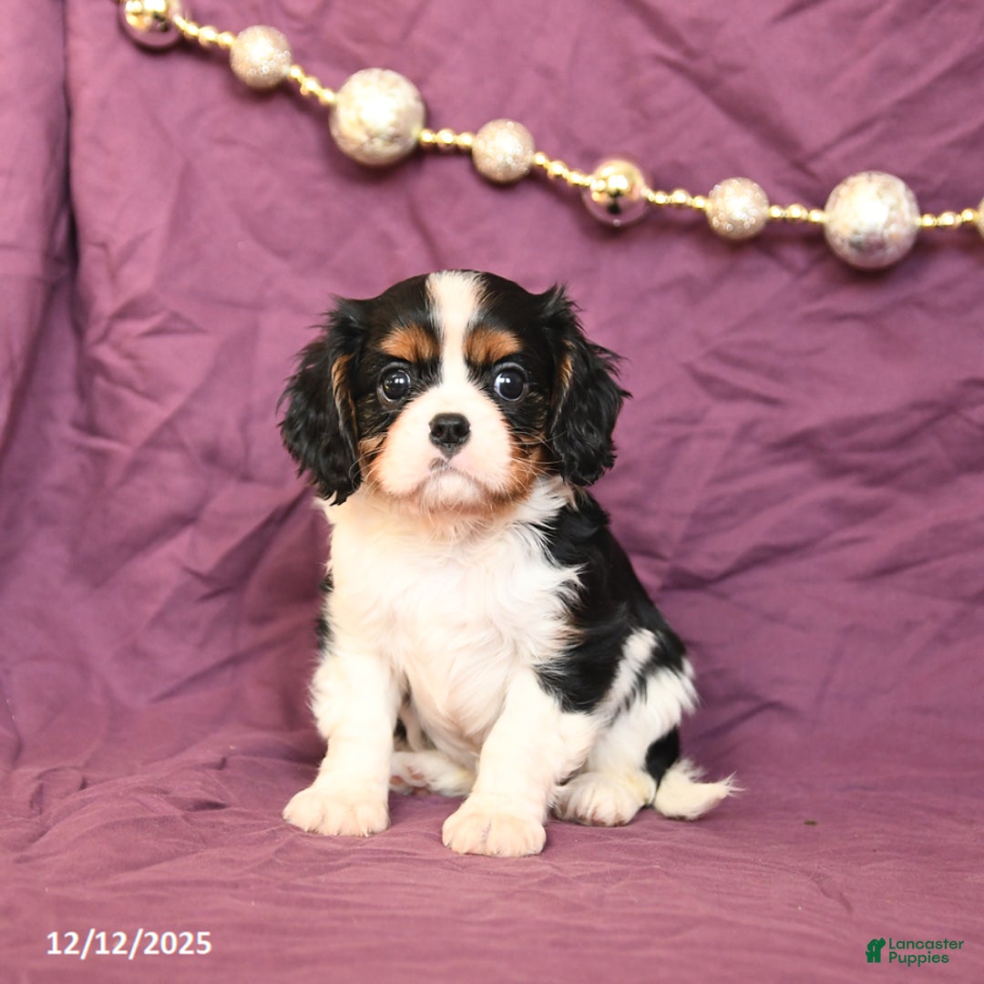 Cavalier King Charles Spaniel dogs for sale: London - Ad 2