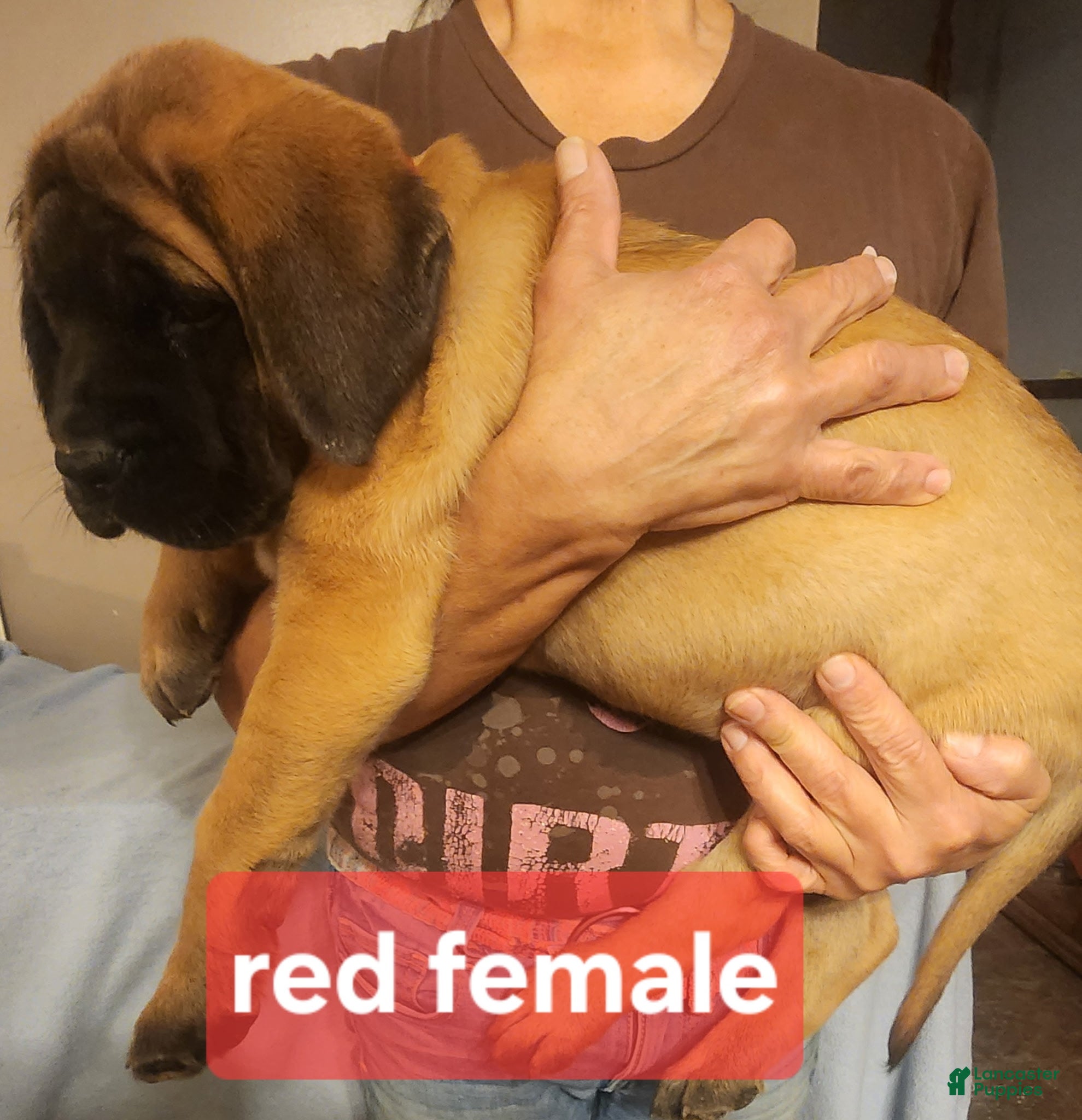 English Mastiff dogs English Mastiff Puppy 3 - Ad 26