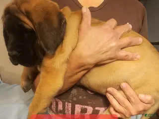 English Mastiff dogs English Mastiff Puppy 3 - Ad 26