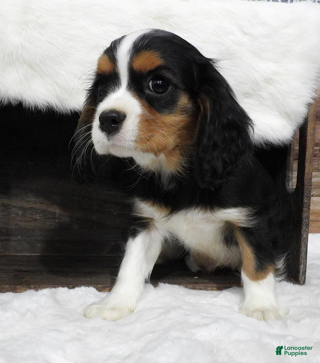 Cavalier King Charles Spaniel dogs for sale: Cavalier King Charles Spaniel Puppy 1 - Ad 2