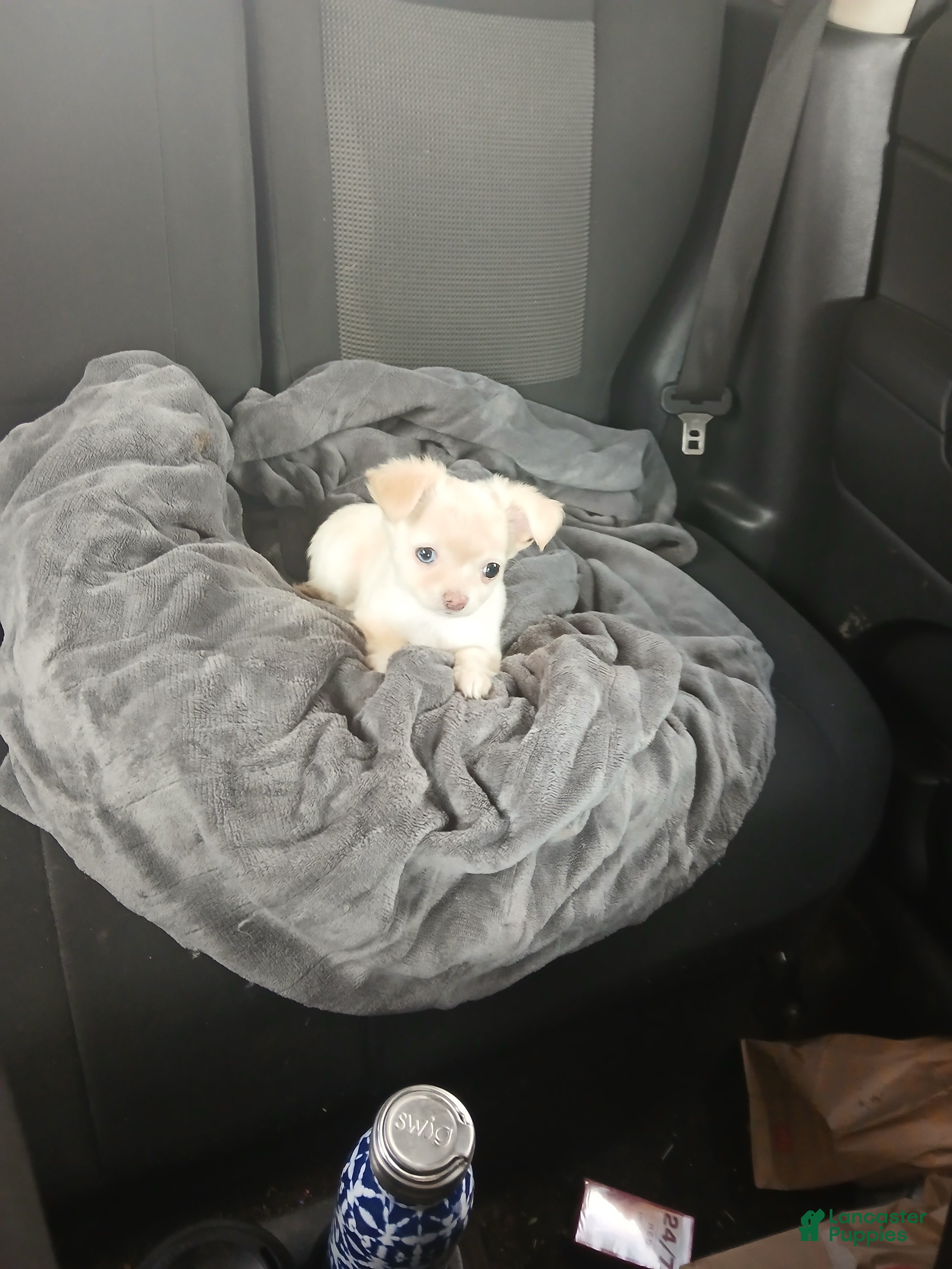 Chihuahua dogs Chihuahua Puppy 1 - Ad 25