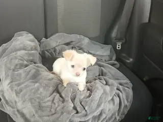 Chihuahua dogs Chihuahua Puppy 1 - Ad 25