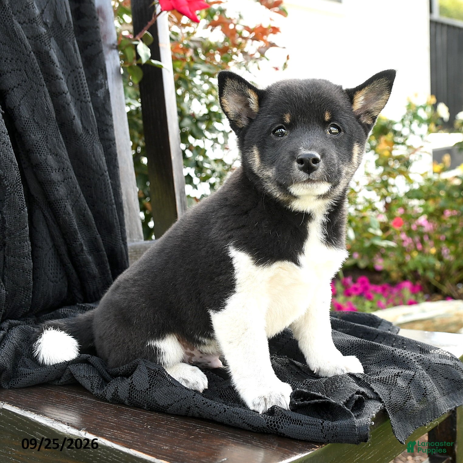Shiba Inu dogs Dominoe - Ad 2