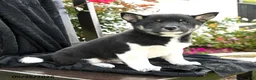 Shiba Inu dogs for sale: Dominoe - Ad 2
