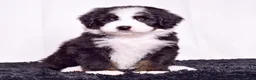 Bernedoodle dogs for sale: Ms. Oakley - Ad 6