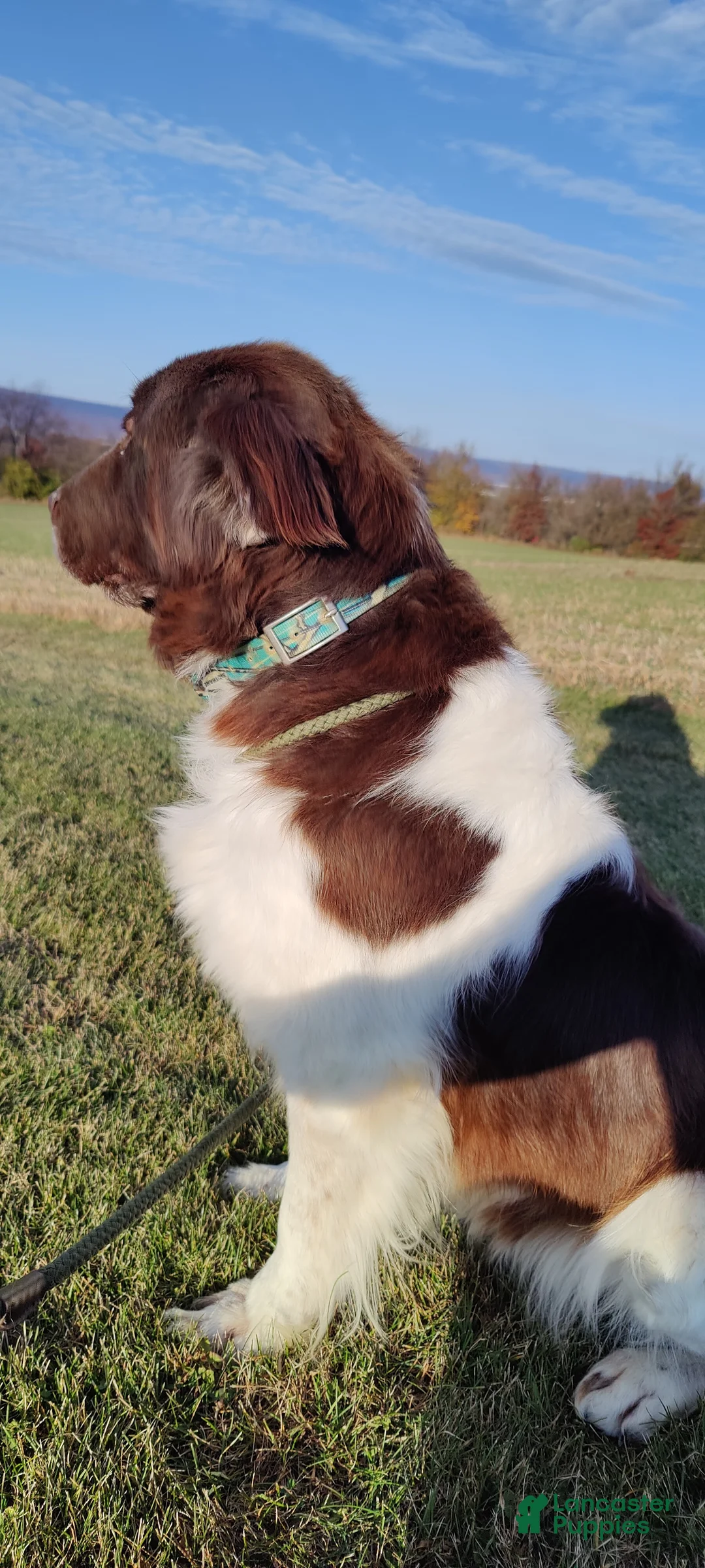 Newfoundland dogs for sale: Newfoundland Puppy 2 - Ad 4