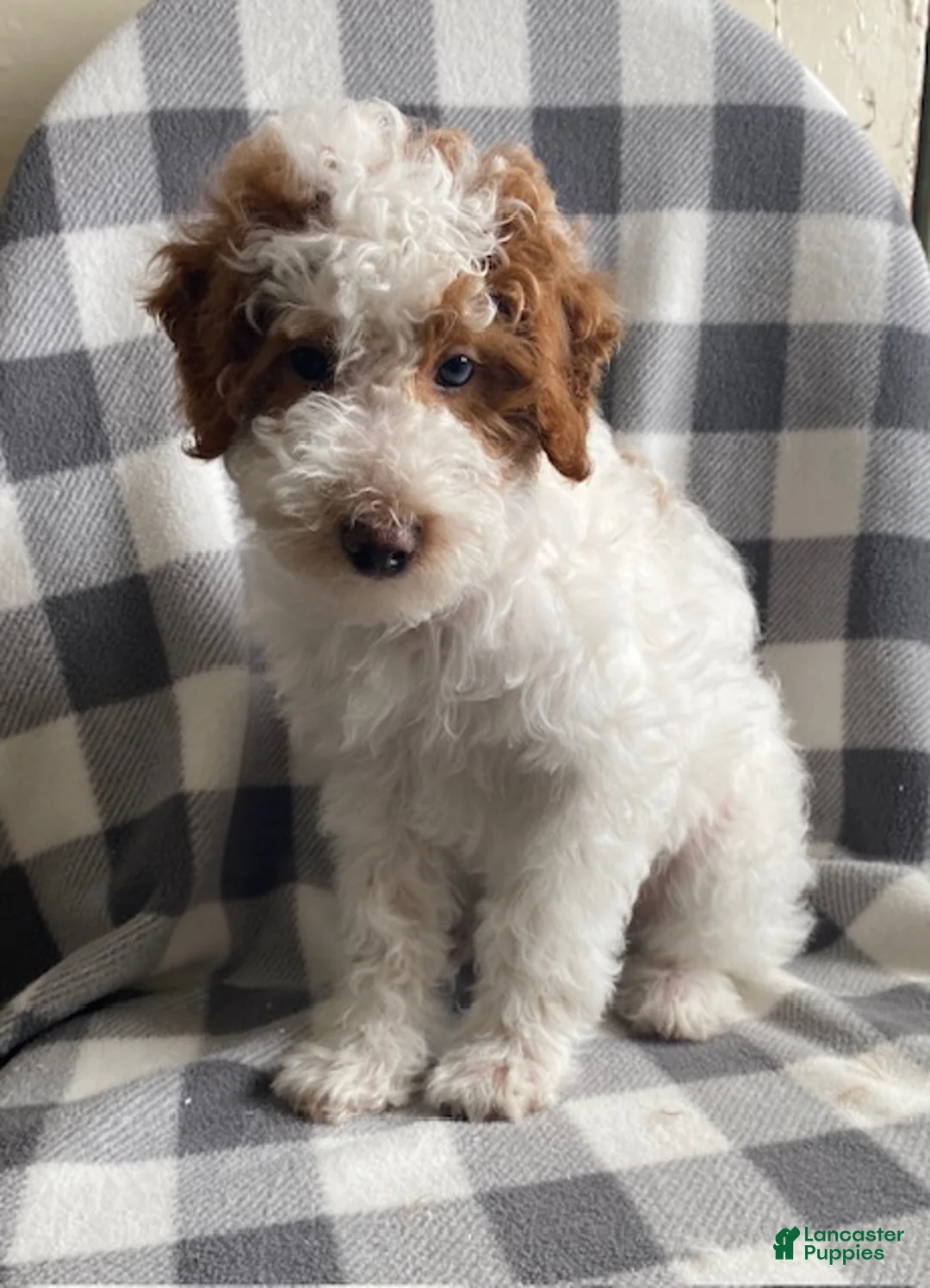 Miniature Poodle dogs for sale: Buttercup - Ad 2