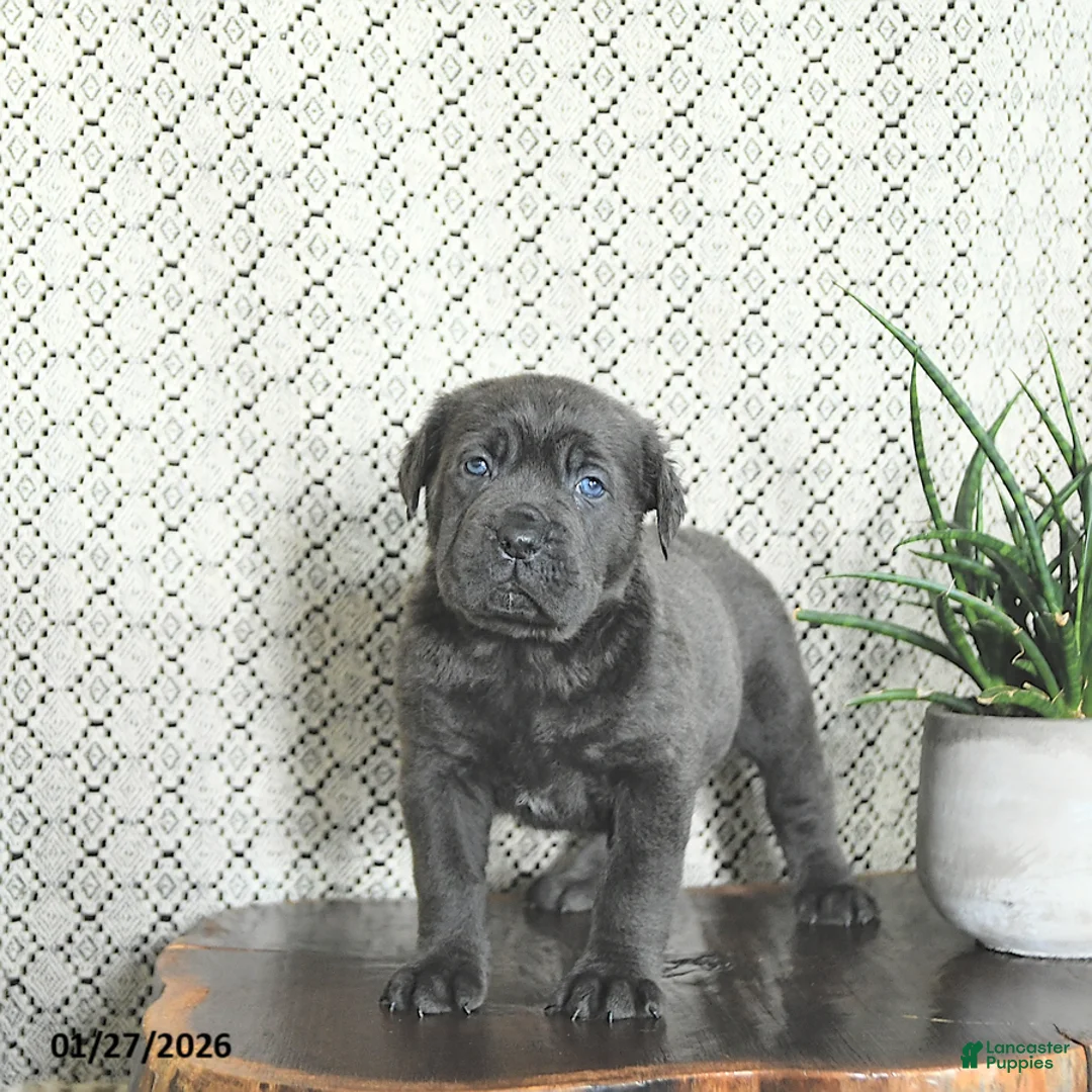Cane Corso dogs for sale: Ace - Ad 4