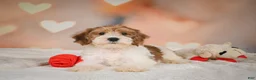 Yorkiepoo dogs for sale: Bella - Ad 8