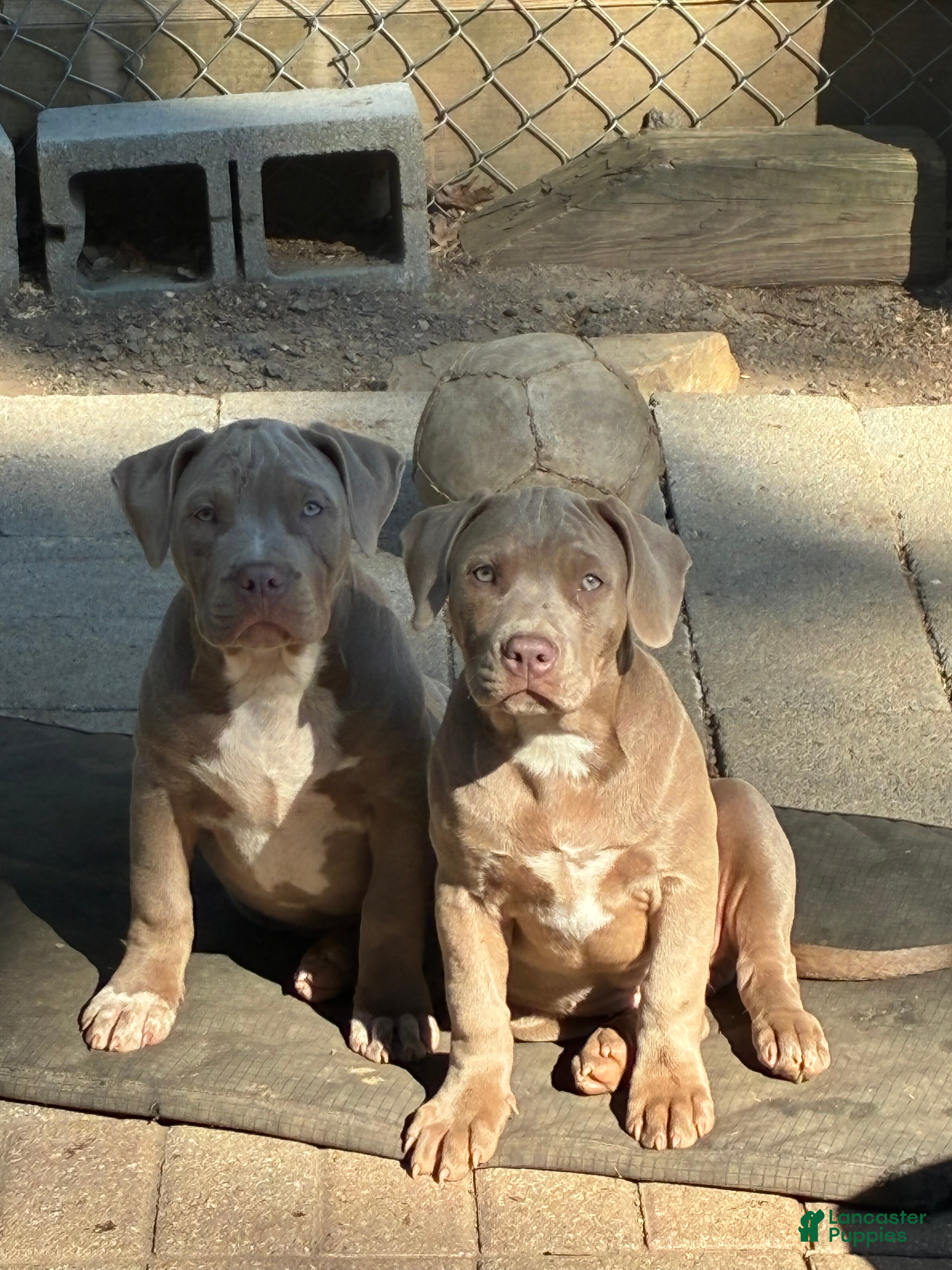American Bully dogs for sale: Zara  - Ad 1