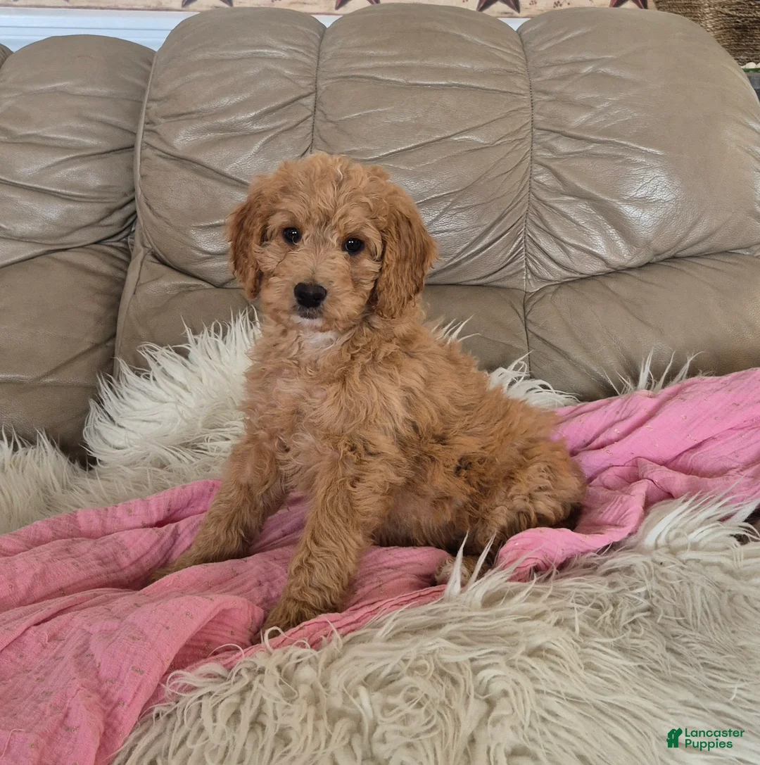 Goldendoodle dogs for sale: Ellie - Ad 2