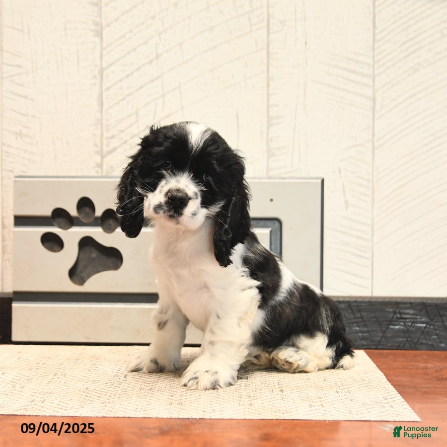 Cocker Spaniel dogs Waffles - Ad 35