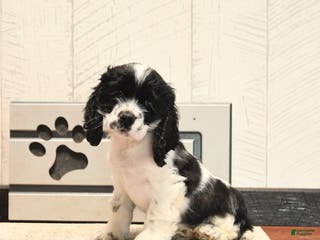 Cocker Spaniel dogs Waffles - Ad 37