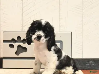 Cocker Spaniel dogs Waffles - Ad 42