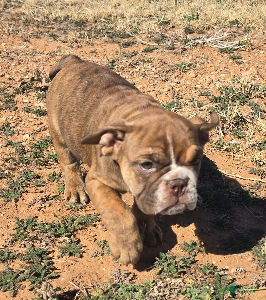 English Bulldog dogs for sale: Fangtom - Ad 1