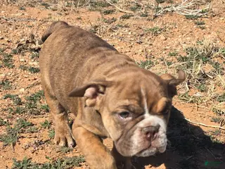 English Bulldog dogs Fangtom - Ad 1