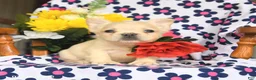 French Bulldog dogs for sale: Fido - Ad 1