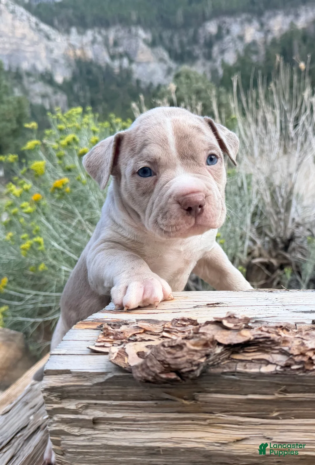 American Bully dogs for sale: Leo - Ad 1