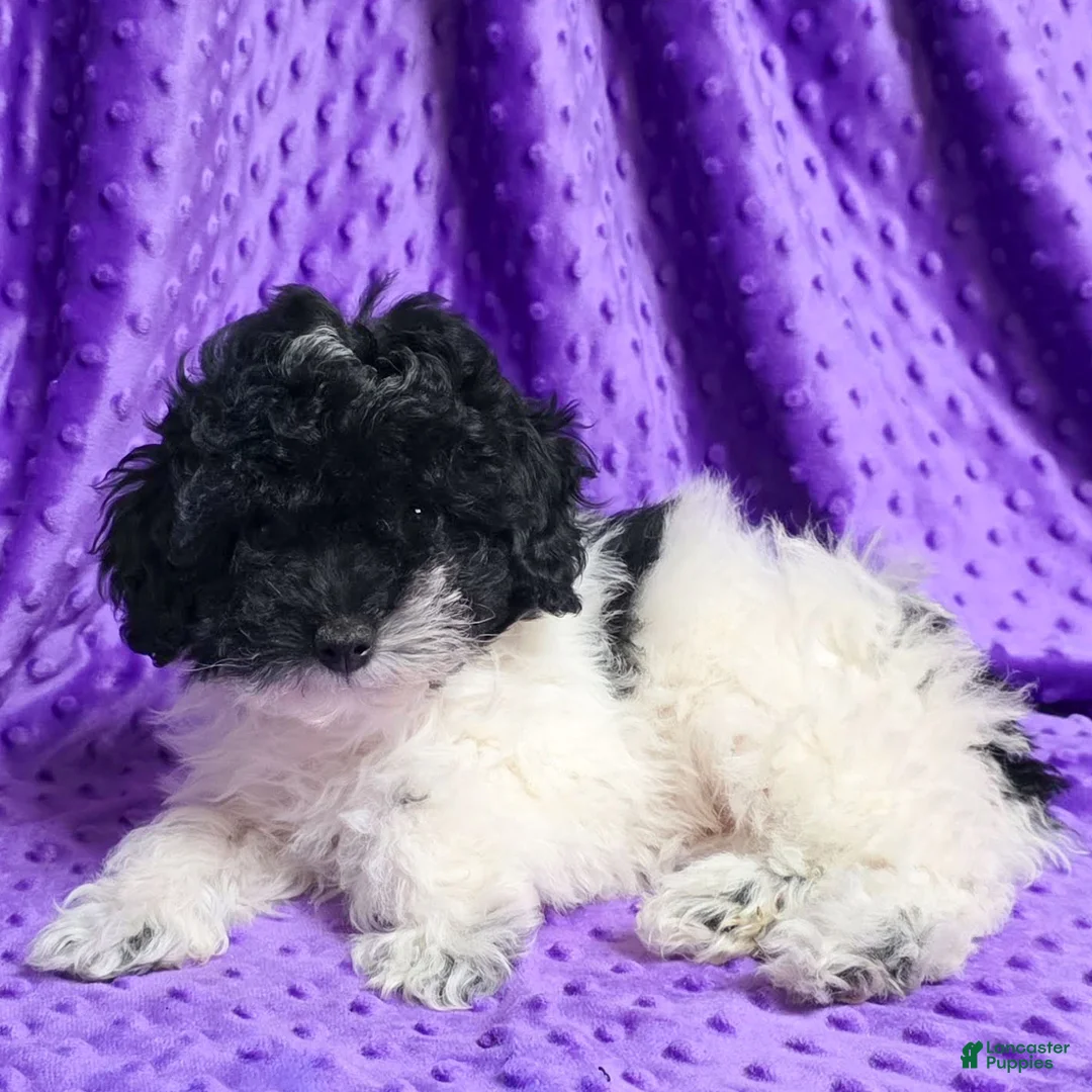 Standard Poodle dogs for sale: Ella - Ad 2