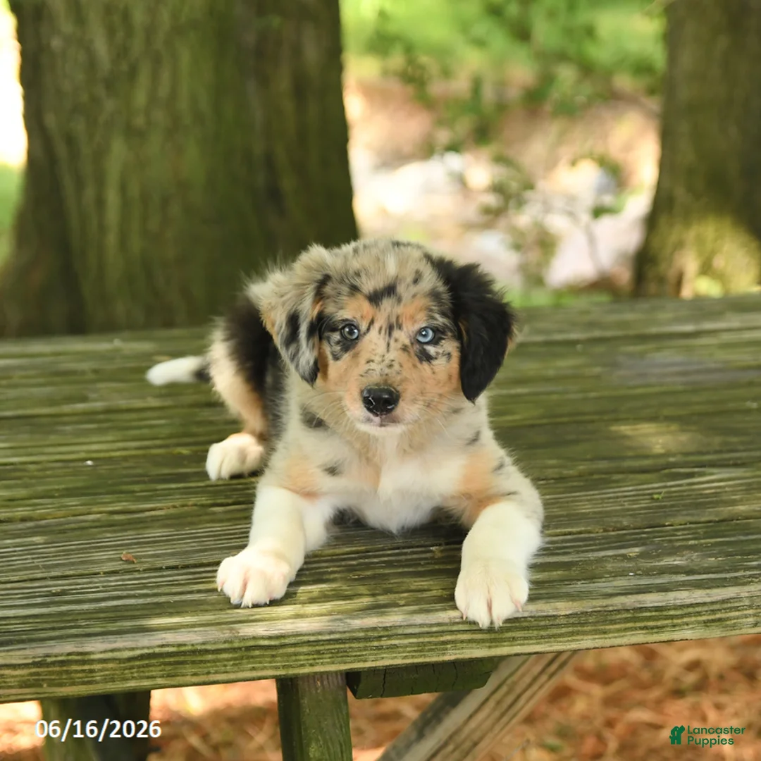 Border Collie dogs for sale: Freckles - Ad 2