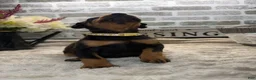 Doberman Pinscher dogs for sale: Black female tan collar  - Ad 5