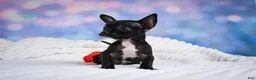 Chihuahua dogs for sale: Becko - Ad 4