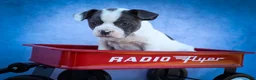 Frenchton dogs for sale: Quinto Bear - Ad 5