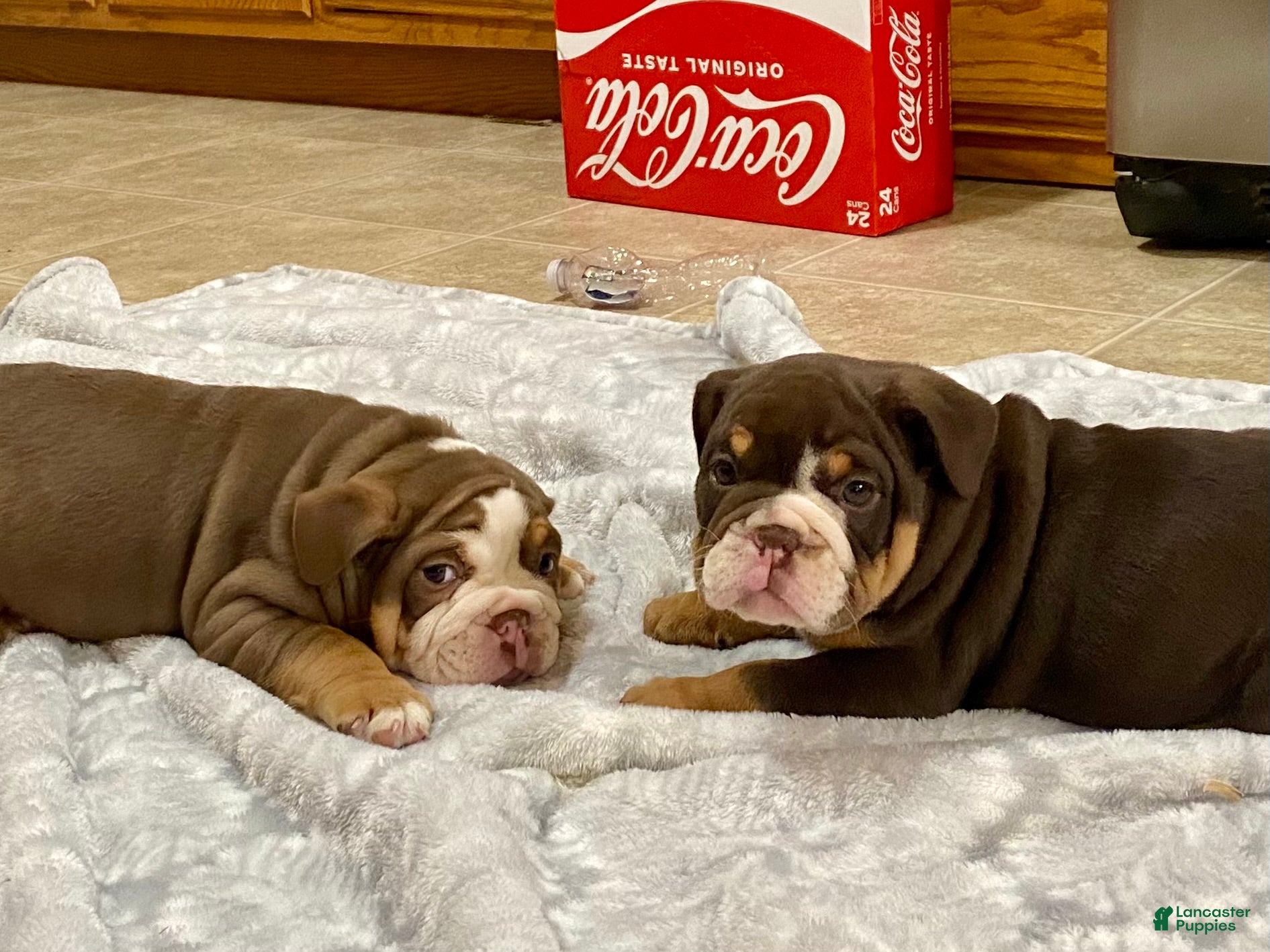 English Bulldog dogs Loverboy - Ad 1