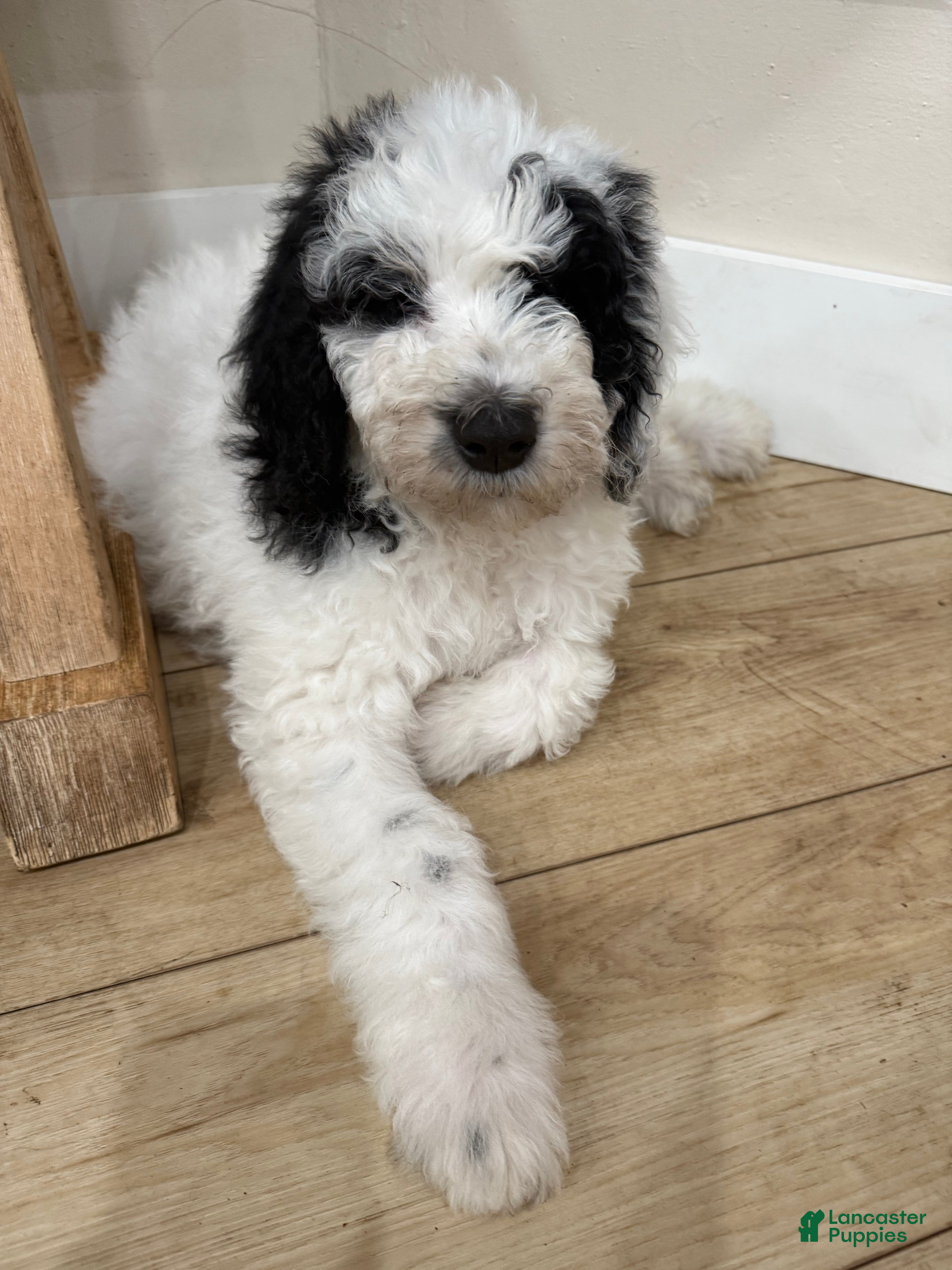 Sheepadoodle dogs Sheepadoodle Puppy 4 - Ad 2