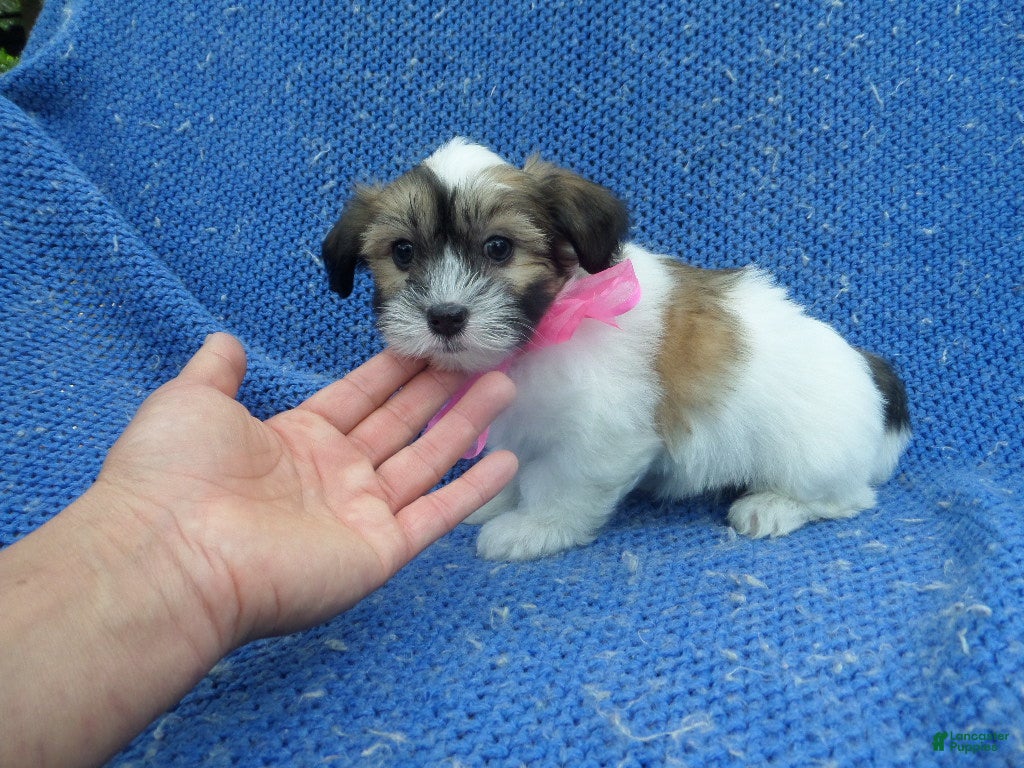 Shorkie dogs Nora - Ad 2