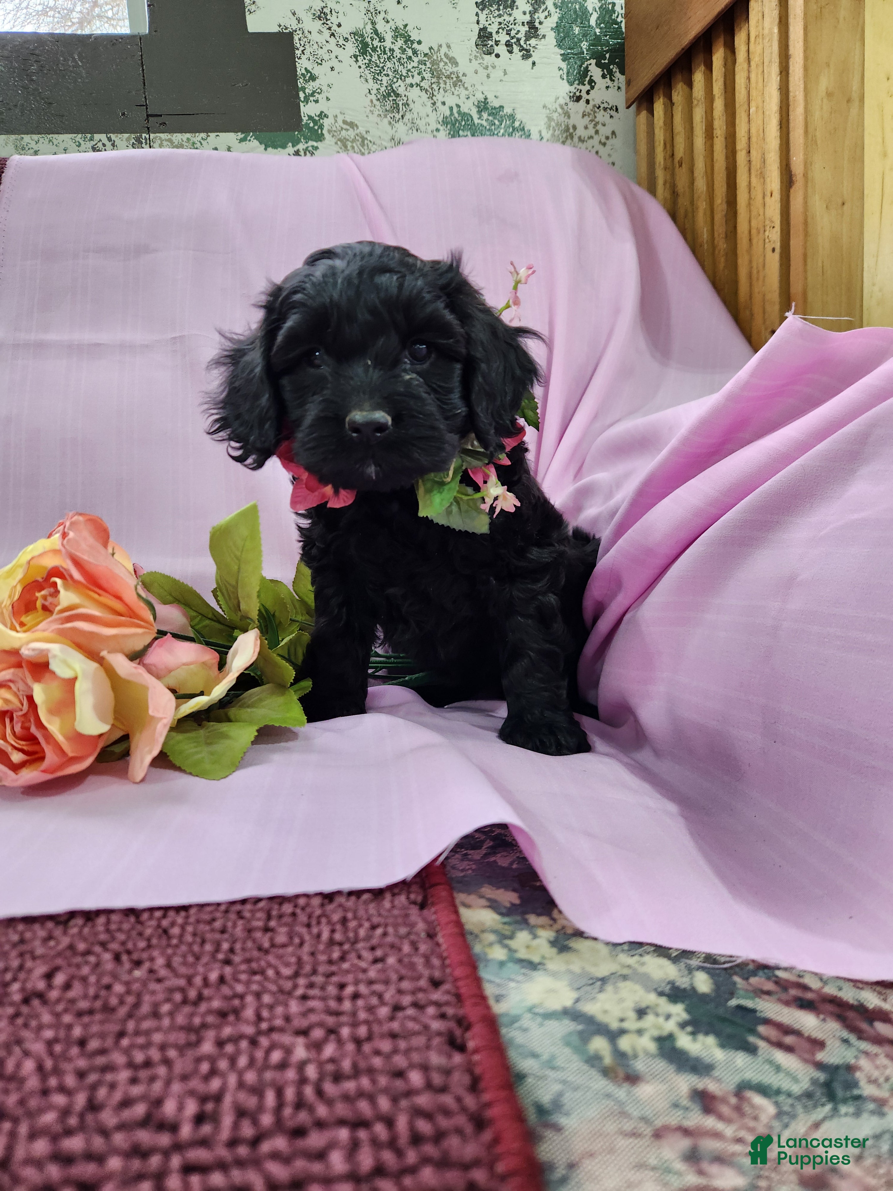 Mixed Breed dogs Lori - Ad 20