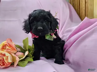 Mixed Breed dogs Lori - Ad 20