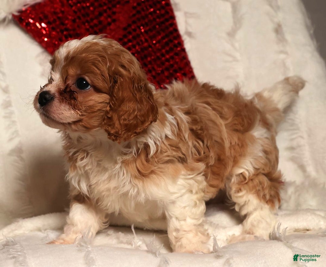 Cavapoo dogs for sale: Charlotte - Ad 8