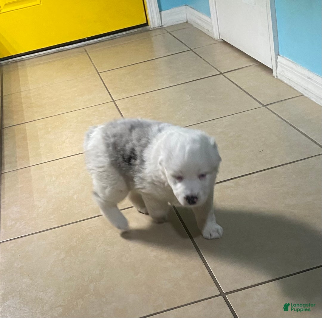 Miniature Australian Shepherd dogs for sale: Miniature Australian Shepherd Puppy 1 - Ad 2