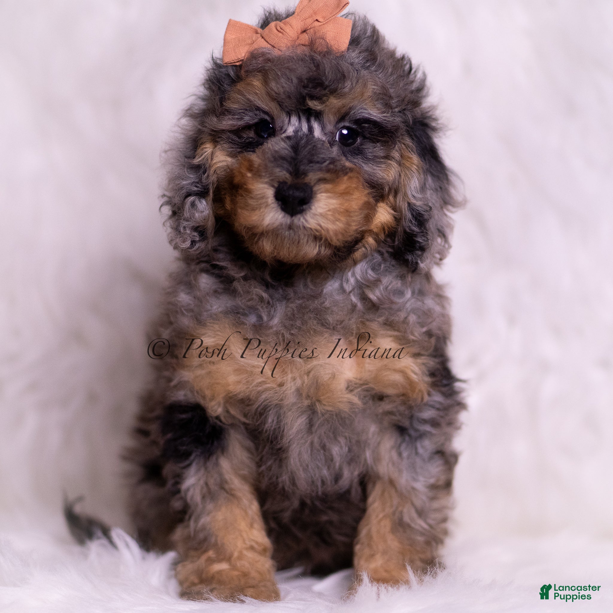 Toy Poodle dogs Verde - Ad 3