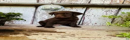 Labrador Retriever dogs for sale: Milo - Ad 6