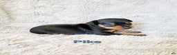 Miniature Pinscher dogs for sale: Pike  - Ad 1