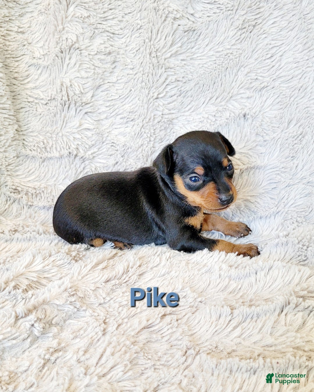 Miniature Pinscher dogs for sale: Pike  - Ad 1