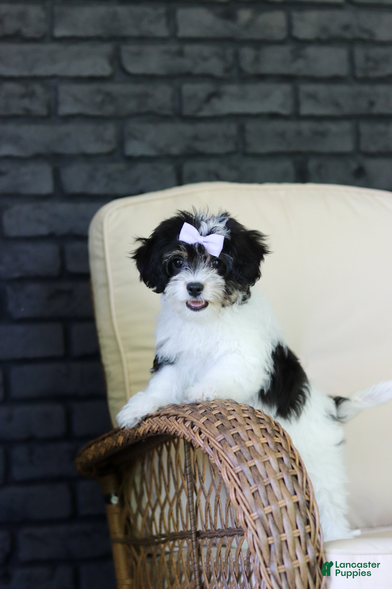 Cavachon dogs Lana - Ad 1